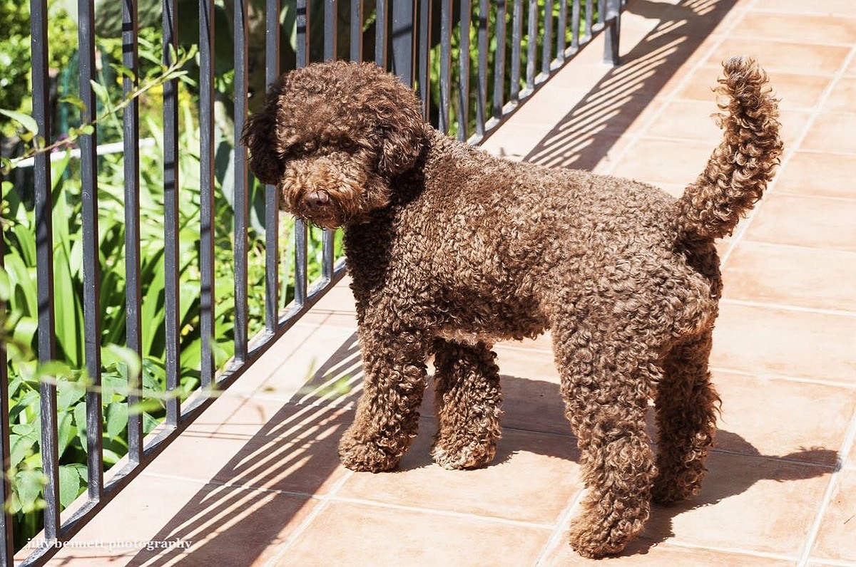 Perros Truferos 4