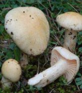 Babosa Blanca 1Kg 1