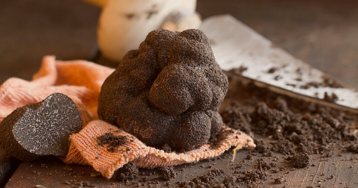 Comprar Trufas 1 Comprar Trufas 1