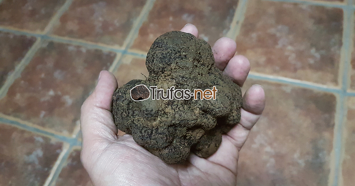 Trufas Madrid 1 Trufas Madrid 1