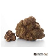 Trufa Blanca 1Kg 10