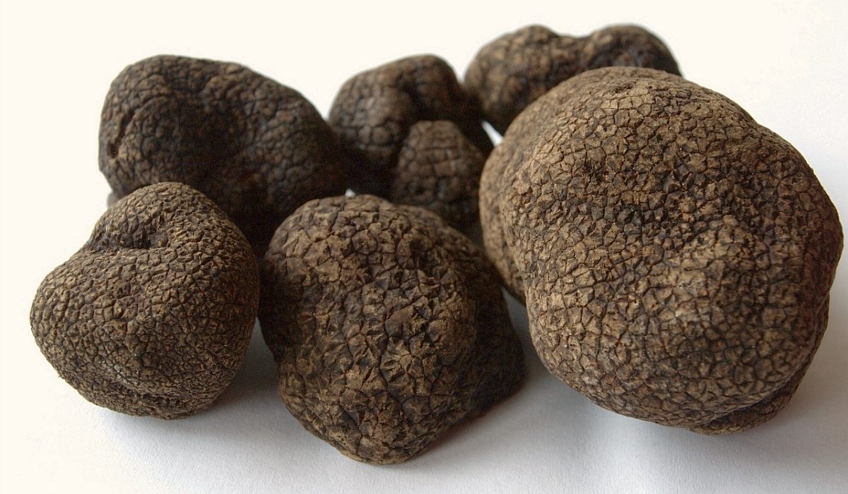 Comprar Trufas Negras - Tienda de Trufa Fresca. Somos Truferos.